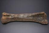 Fossil Hadrosaur Femur With Metal Stand - Montana #352273-4